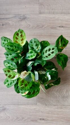Variegated Maranta Leuconeura Kercho *rare* -Happy House Plants Sale Store 98bb8d 4086bce4c9ef45e4b7006e78fae7a508 mv2