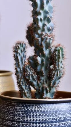 Cereus Peruvianus ‘Monstrosus’ -Happy House Plants Sale Store 98bb8d 40a6c525c0974d17b0cb3dbce0ed54b2 mv2
