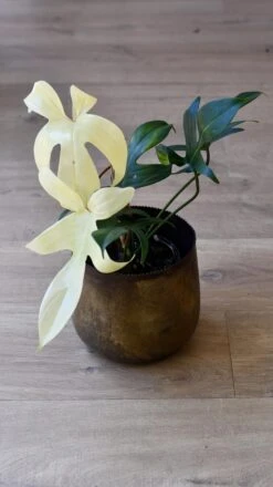 Philodendron Pedatum 'Florida Ghost' -Happy House Plants Sale Store 98bb8d 416602cfa10e40929c332989d8d03850 mv2