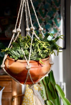 Peperomia Columella -Happy House Plants Sale Store 98bb8d 4212eb6c35a64a109dbc0ec57b23333e mv2