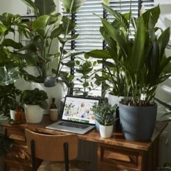 Brussels Round Plant Pot 16cm -Happy House Plants Sale Store 98bb8d 42c4f6e64ab84327bff8fdc10f7e7fdc mv2 98c5bcb5 db13 4412 ba6b b519d8890b1d