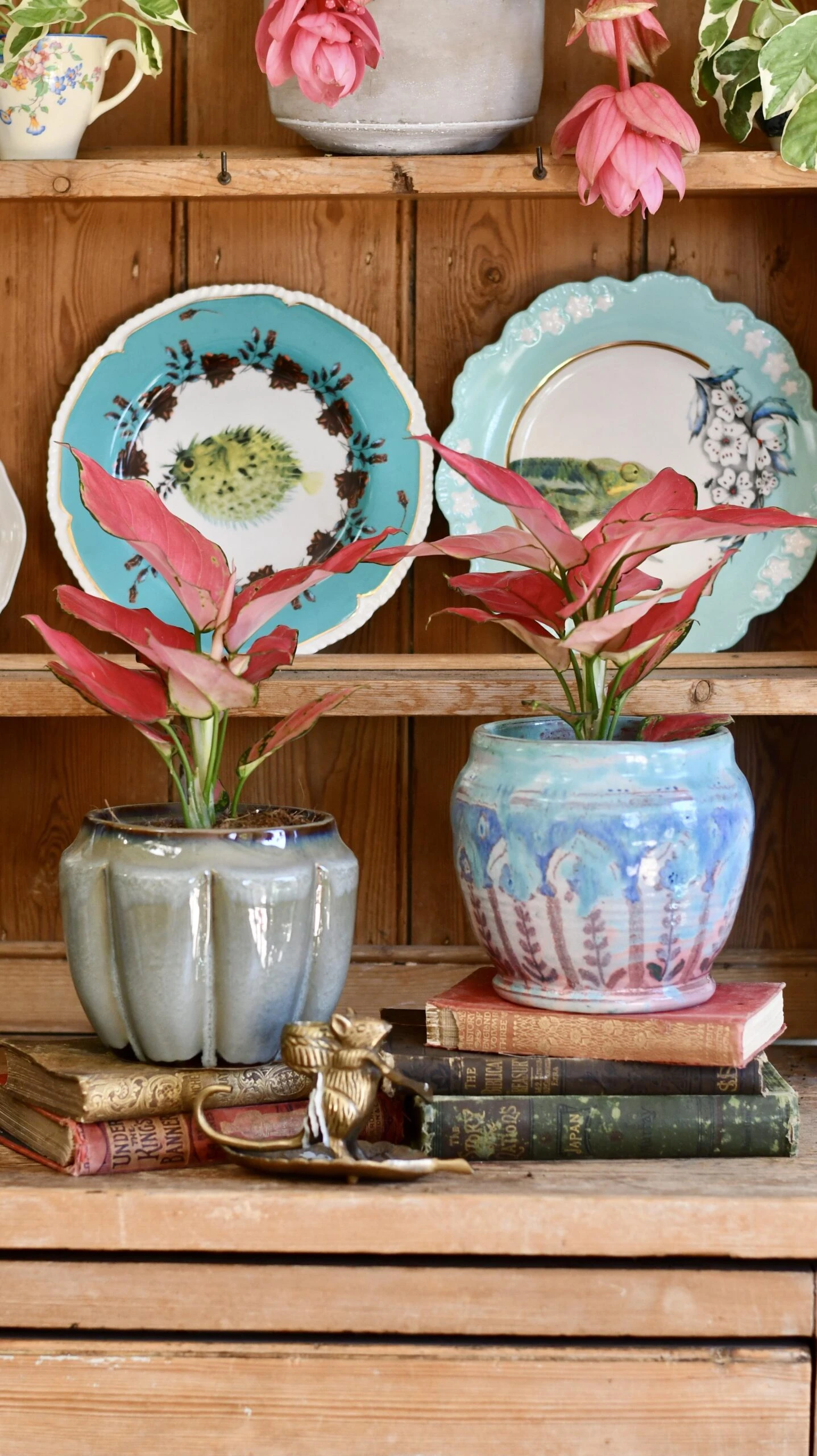 Aglaonema Pink Star 7 Aglaonema Pink Star - Image 7