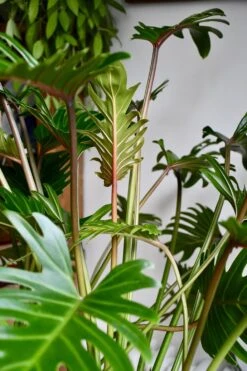 Philodendron Xanadu 'Bonsai' -Happy House Plants Sale Store 98bb8d 462c694571e244f4aba9caffb1bc1bdc mv2 d 3712 5568 s 4 2
