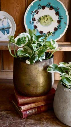 Scindapsus 'N'joy 7 Scindapsus 'N'joy -Happy House Plants Sale Store 98bb8d 465a00cd9fbb491d854d2d31a530efdd mv2