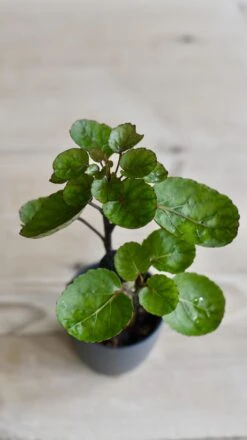 Baby Polyscias Fabian - Aralia Fabian -Happy House Plants Sale Store 98bb8d 466fe915223747198b715761bbff3e93 mv2