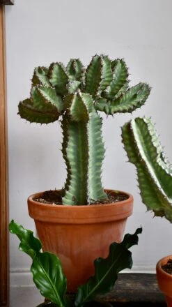 Euphorbia Cooperi 16 Euphorbia Cooperi -Happy House Plants Sale Store 98bb8d 469030fadc5e4d708aa46c91d32e8e33 mv2