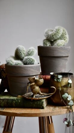 Hildewintera Aureispina F. Cristata 9 Hildewintera Aureispina F. Cristata -Happy House Plants Sale Store 98bb8d 4702cbb5bcc747e496e58fbe77e80fb5 mv2 808ac54a a017 43ac a250 8b8605ff3781