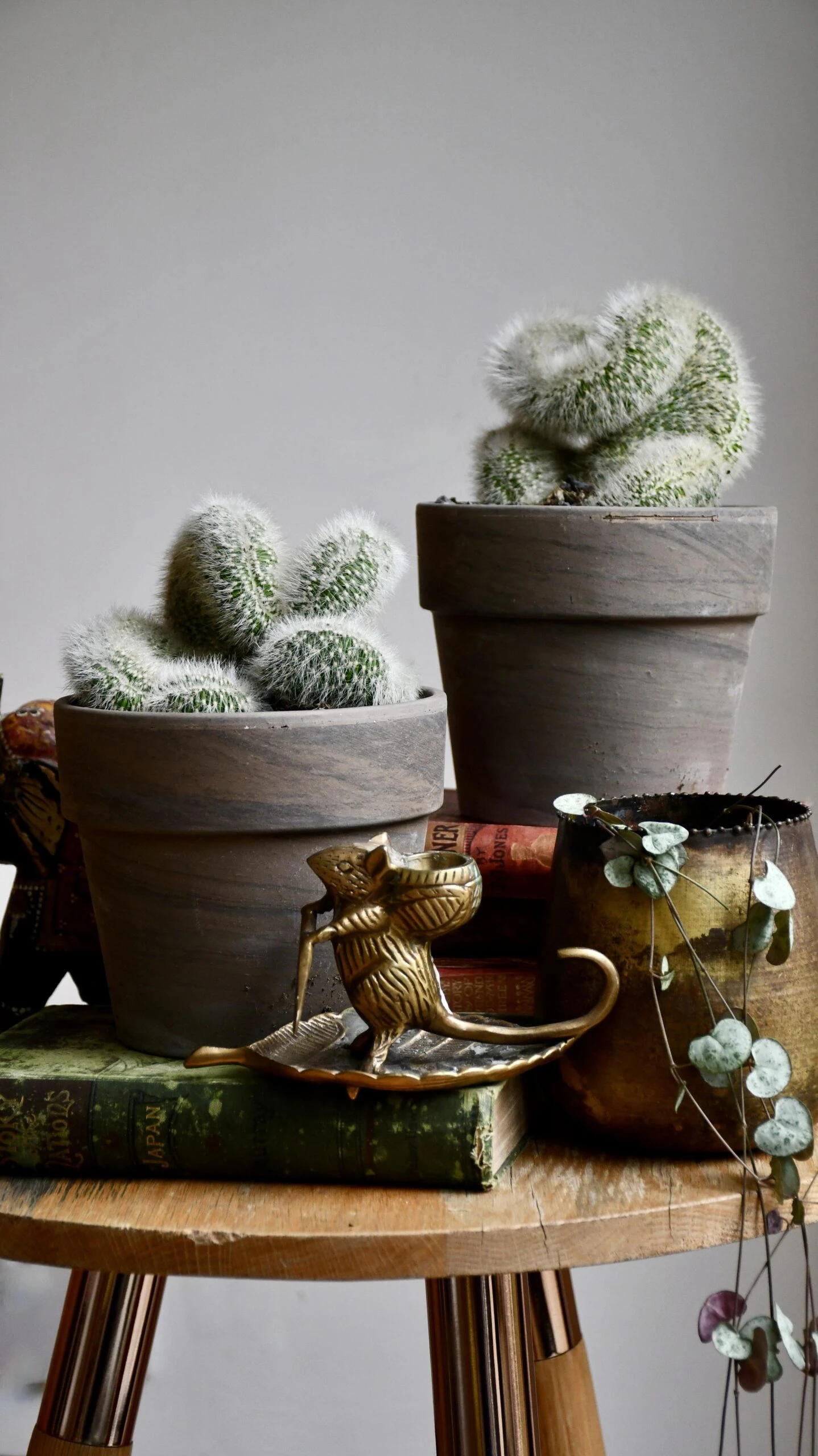 Hildewintera Aureispina F. Cristata 4 Hildewintera Aureispina F. Cristata - Image 4