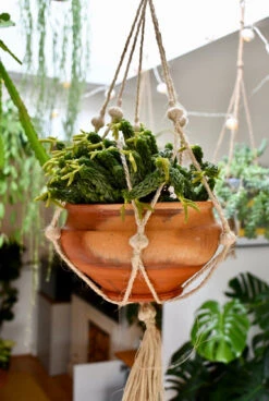 Peperomia Columella -Happy House Plants Sale Store 98bb8d 4710401588944766904f2b76bfb95d0a mv2