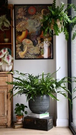 XL Aglomorpha Coronans - Snake Leaf Fern -Happy House Plants Sale Store 98bb8d 471f6c5b152a4c13a2ad42f05f641db8 mv2