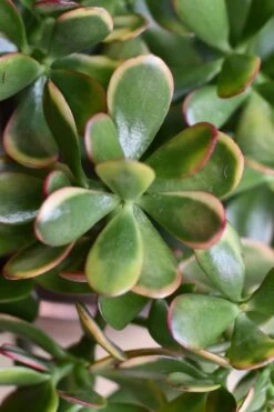 Crassula Ovata Hummels Sunset -Happy House Plants Sale Store 98bb8d 4752d18bf4034bd7ae81ea7a731ccd16 mv2
