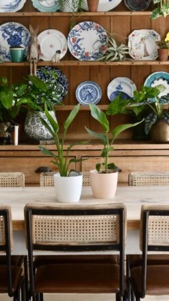 Baby Strelitzia Reginae (Bird Of Paradise Plant) -Happy House Plants Sale Store 98bb8d 480072ab97ad438894b48e018e9ab268 mv2