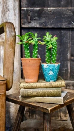 Euphorbia Neorubella | Monadenium Guentheri Baby Cactus 9 Euphorbia Neorubella | Monadenium Guentheri Baby Cactus -Happy House Plants Sale Store 98bb8d 488ef56d963245589b79d2dfd1478ef3 mv2