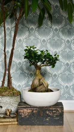 XL Ficus Retusa Or 'Ginseng'Bonsai Tree -Happy House Plants Sale Store 98bb8d 48e3d8a3400b4bbdaea51d0396af3aa1 mv2