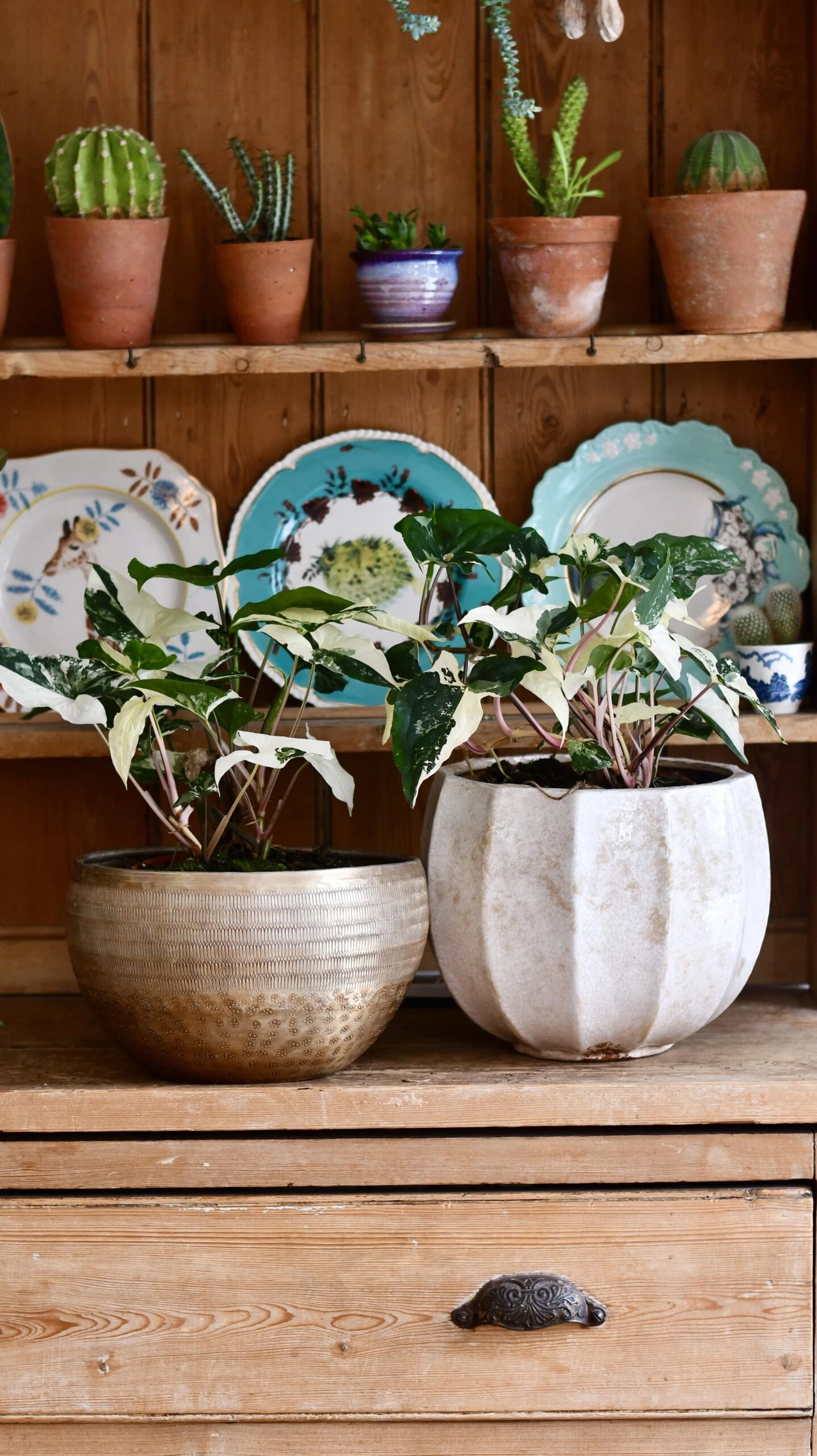 Variegated Albo Syngonium Podophyllum 1 Variegated Albo Syngonium Podophyllum