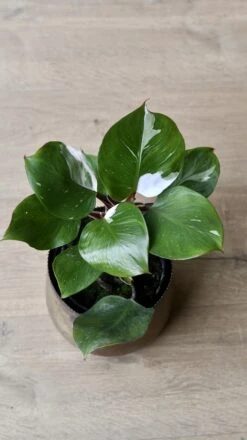 Philodendron White Knight -Happy House Plants Sale Store 98bb8d 4926ad40c8f24c34a5f08792cf226122 mv2