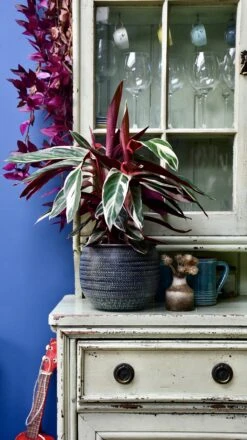 Calathea Stromanthe Triostar - Prayer Plant -Happy House Plants Sale Store 98bb8d 494ff3ea140f490fb225233bffc80b20 mv2