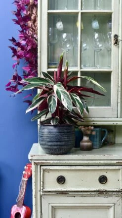 Calathea Stromanthe Triostar & Tembesi Pot -Happy House Plants Sale Store 98bb8d 496780b7034d4337a5ea2e52958282e6 mv2 bedc87a0 2494 41aa 828c f2cdb9245767