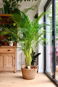 Dypsis Lutescens (Areca Palm, Butterfly Palm) -Happy House Plants Sale Store 98bb8d 4a74d56710304922a39d511d27eb4771 mv2 d 2810 4216 s 4 2
