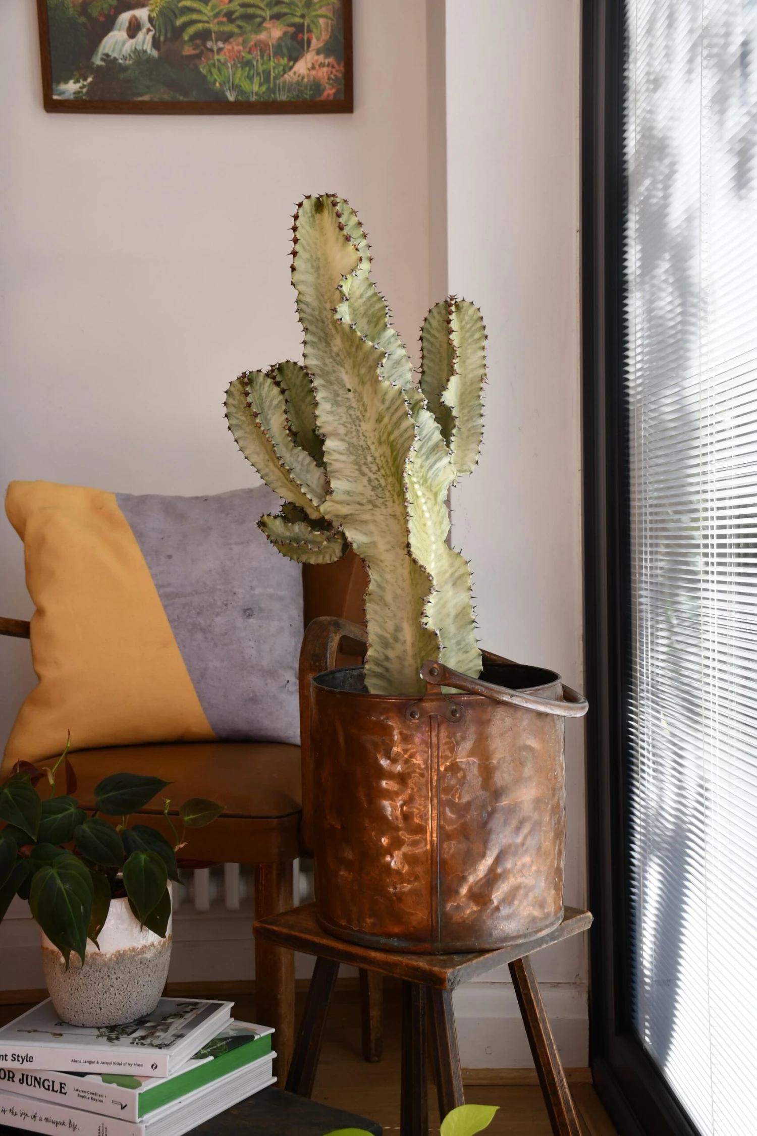 Euphorbia Ingens Variegata - Ghost Euphorbia 75cm 2 Euphorbia Ingens Variegata - Ghost Euphorbia 75cm - Image 2