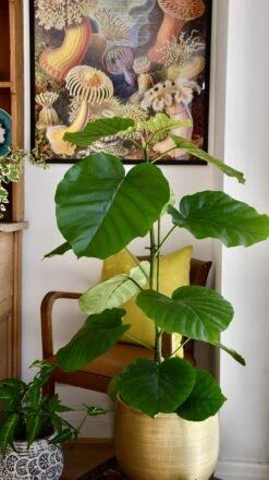 Ficus Umbellata -Happy House Plants Sale Store 98bb8d 4bfd7441b2e74e6cae479cc032aa7497 mv2