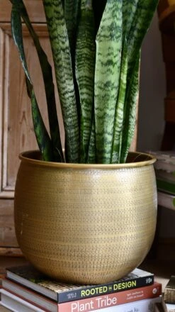 Sansevieria Trifasciata Zeylanica -Happy House Plants Sale Store 98bb8d 4c070e81ee40438aac7bb2d4ac81ff38 mv2 1e40fbf4 0a39 4858 b01d 61c2536f82e0