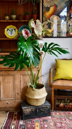 Medium Monstera Deliciosa (Elegant Stem Form) -Happy House Plants Sale Store 98bb8d 4c48fce4f2334aac861713c259ffb6f8 mv2