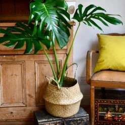 Natural Seagrass Planter -Happy House Plants Sale Store 98bb8d 4c48fce4f2334aac861713c259ffb6f8 mv2 f707cf55 267b 4dde a6a2 a318d9cae33e