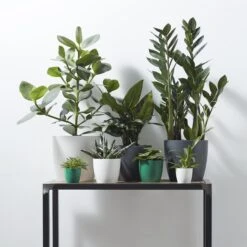 Brussels Round Plant Pot 16cm -Happy House Plants Sale Store 98bb8d 4c80f3c527a043d598116295b90ad195 mv2 0815b592 db6b 407e 81c6 5017a6287013