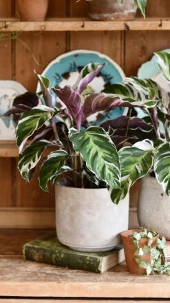 Calathea White Fusion -Happy House Plants Sale Store 98bb8d 4d62d4777f5d4aab9c454d47d15cc7d3 mv2