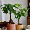 Baby Mexican Fortune Tree Or Pachira Aquatica & Vibes Pot