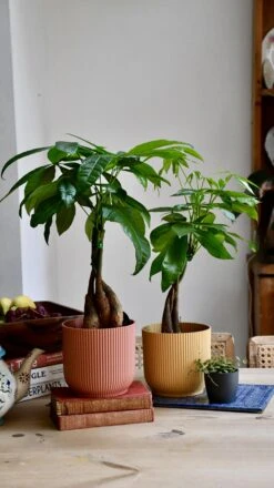 Baby Mexican Fortune Tree Or Pachira Aquatica & Vibes Pot
