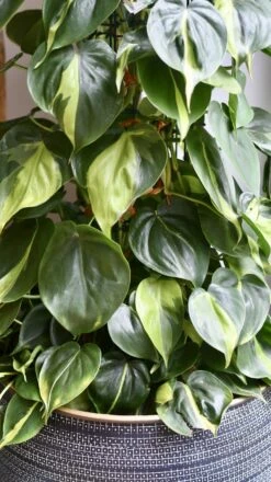 XL Philodendron Scandens Brasil -Happy House Plants Sale Store 98bb8d 4dec9fcf182e4e35801911c0aaa8c809 mv2