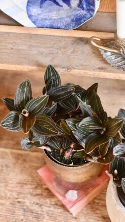 Ludisia Discolor (Jewel Orchid) 7 Ludisia Discolor (Jewel Orchid) -Happy House Plants Sale Store 98bb8d 4efdc55a5e294183bb28cab4ff47673a mv2