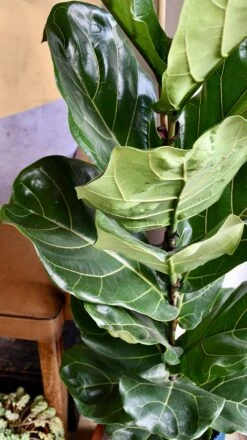 Fiddle Leaf Fig (Ficus Lyrata & Vibes Pot) -Happy House Plants Sale Store 98bb8d 4f0bb13860bc47fe8fa7a6525d38ea8e mv2