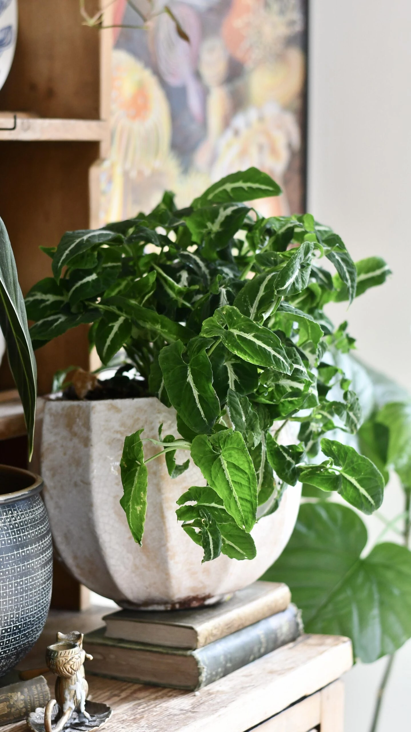 Large Syngonium Wendandii 2 Large Syngonium Wendandii - Image 2