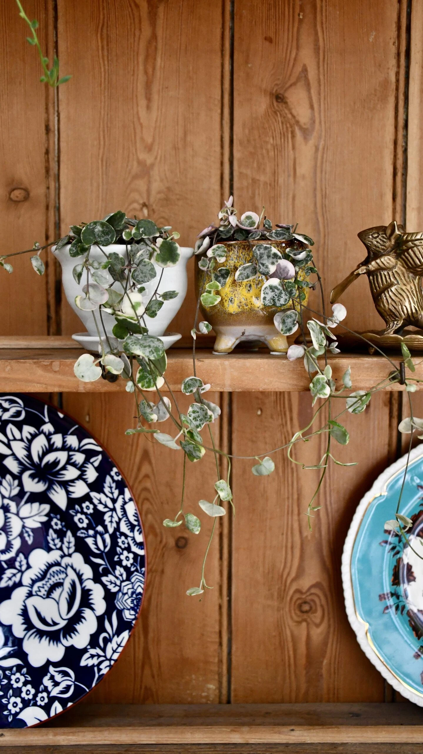 Variegated String Of Hearts | Ceropegia Woodii | Ceropegia Linearis Subsp. Woodii 2 Variegated String Of Hearts | Ceropegia Woodii | Ceropegia Linearis Subsp. Woodii - Image 2