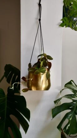 Philodendron Micans -Happy House Plants Sale Store 98bb8d 50659ac358f649c693a0880ae1de5168 mv2