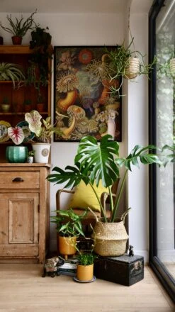 Medium Monstera Deliciosa (Elegant Stem Form) -Happy House Plants Sale Store 98bb8d 506bc4ed4c7e4b90883647a8de34e4bf mv2