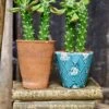 Euphorbia Neorubella | Monadenium Guentheri Baby Cactus