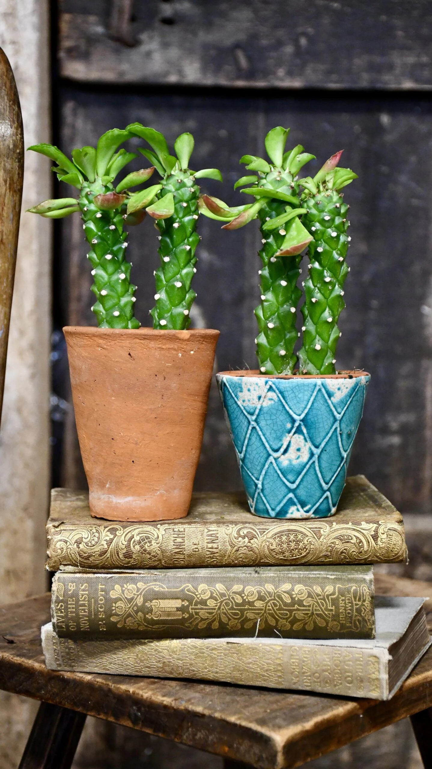 Euphorbia Neorubella | Monadenium Guentheri Baby Cactus 1 Euphorbia Neorubella | Monadenium Guentheri Baby Cactus