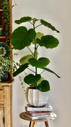 Ficus Umbellata -Happy House Plants Sale Store 98bb8d 5105a5fa54a6493aa466586a97d44299 mv2