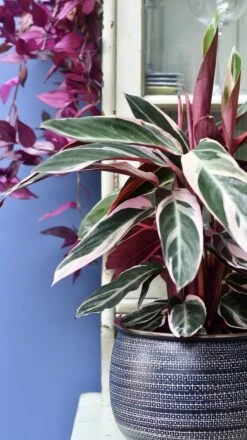 Calathea Stromanthe Triostar & Tembesi Pot -Happy House Plants Sale Store 98bb8d 5207f7d681594236a441b49dc22fd019 mv2 142ee00b dc74 4925 bf81 8bf62584b90b