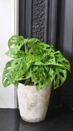 Monstera Obliqua - 'monkey Mask' -Happy House Plants Sale Store 98bb8d 520d6f13a7e0447aa0279b8e3ec3f2b4 mv2