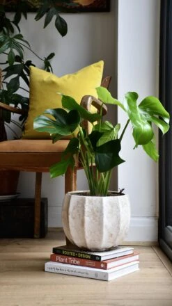 Monstera Deliciosa (Swiss Cheese Plant) -Happy House Plants Sale Store 98bb8d 520fa75f50f84ee584372d56d13bbf1f mv2