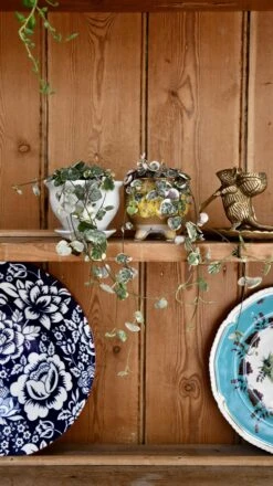 Variegated String Of Hearts | Ceropegia Woodii | Ceropegia Linearis Subsp. Woodii 9 Variegated String Of Hearts | Ceropegia Woodii | Ceropegia Linearis Subsp. Woodii -Happy House Plants Sale Store 98bb8d 524310528c7a4feaa38a61385c28b2b7 mv2