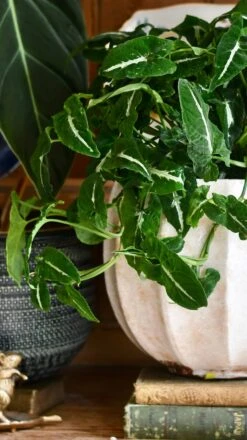 Large Syngonium Wendandii 6 Large Syngonium Wendandii -Happy House Plants Sale Store 98bb8d 5306957a82ba4ed1a02b765b79a93163 mv2