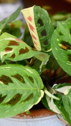 Variegated Maranta Leuconeura Kercho *rare* -Happy House Plants Sale Store 98bb8d 533b05b304f346aea77e4b0932ccaaaa mv2