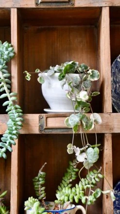 Variegated String Of Hearts | Ceropegia Woodii | Ceropegia Linearis Subsp. Woodii 8 Variegated String Of Hearts | Ceropegia Woodii | Ceropegia Linearis Subsp. Woodii -Happy House Plants Sale Store 98bb8d 5344f02c468f47e2897b887c14835740 mv2