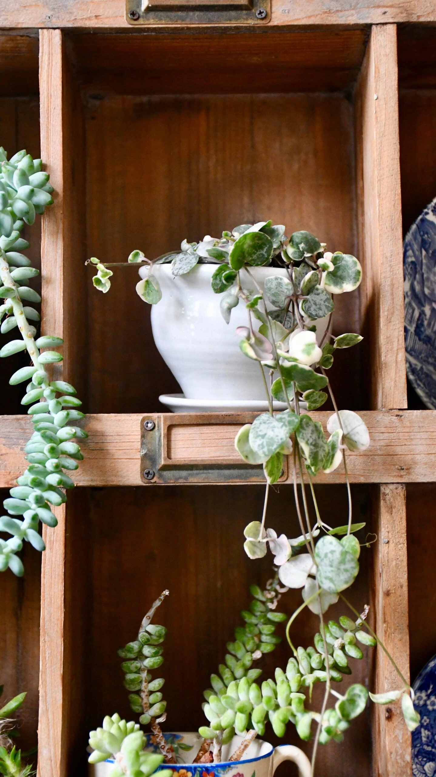 Variegated String Of Hearts | Ceropegia Woodii | Ceropegia Linearis Subsp. Woodii 3 Variegated String Of Hearts | Ceropegia Woodii | Ceropegia Linearis Subsp. Woodii - Image 3